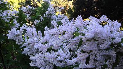  درختچه مه پر, Misty plume bush- بومی افریقا